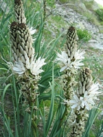 Asphodèle blanc
