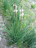 Asphodèle blanc