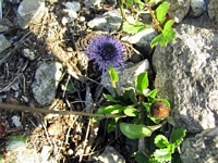 Globulaire à feuilles en coeur
